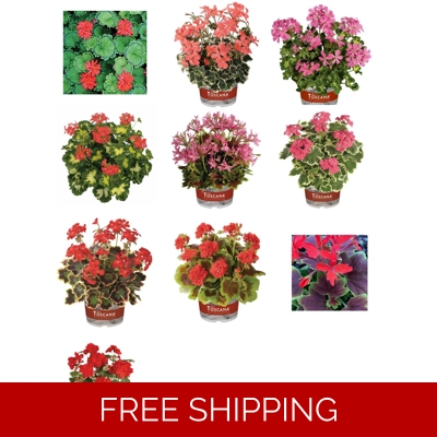 Geranium Varigated Plug Plants x3